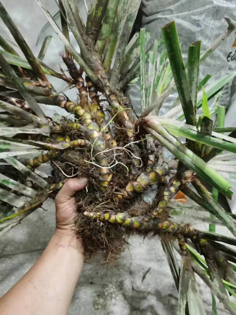 【热卖推荐】湖南邵阳石菖蒲苗源头产地直发可线上下单