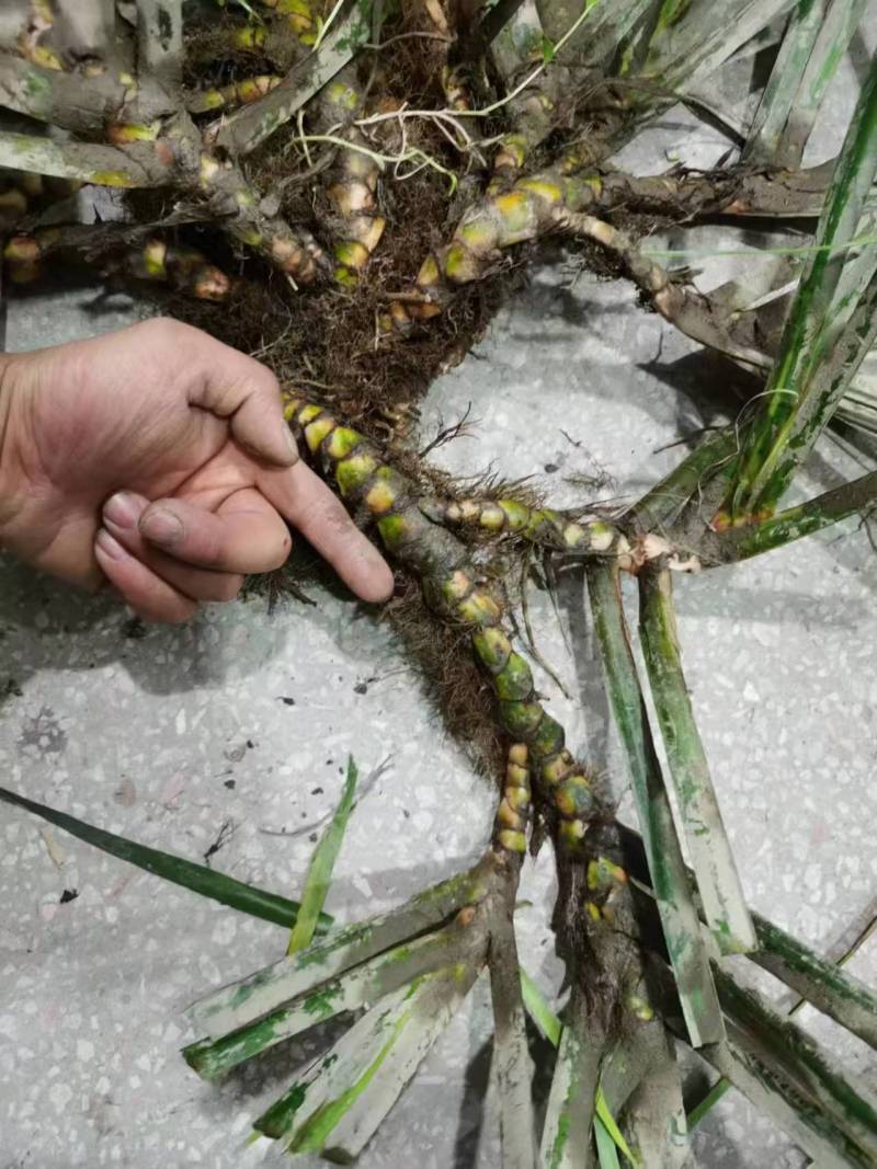 【热卖推荐】湖南邵阳石菖蒲苗源头产地直发可线上下单