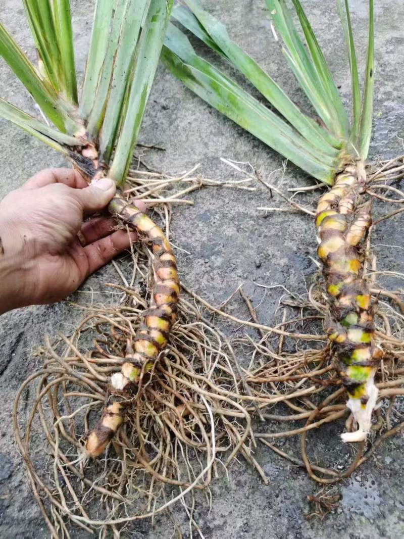 【热卖推荐】湖南邵阳石菖蒲苗源头产地直发可线上下单