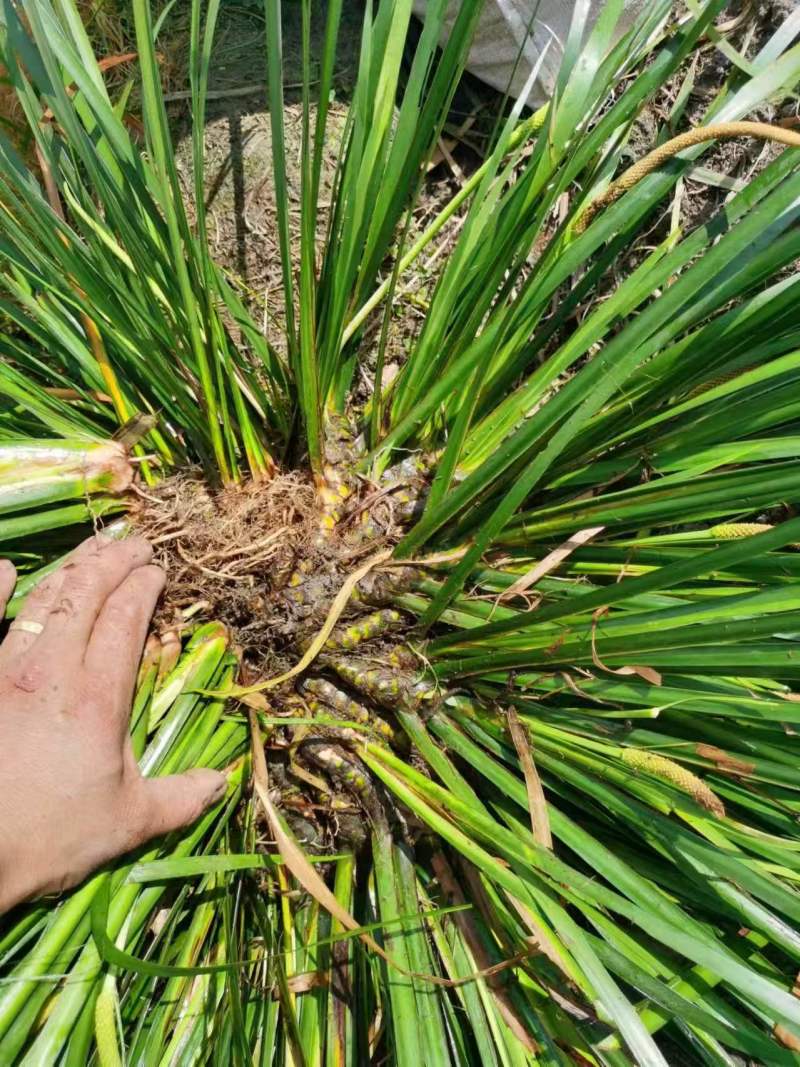 【热卖推荐】湖南邵阳石菖蒲苗源头产地直发可线上下单