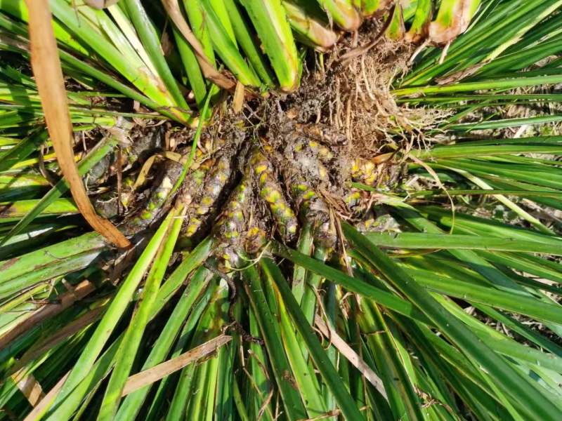 【热卖推荐】湖南邵阳石菖蒲苗源头产地直发可线上下单