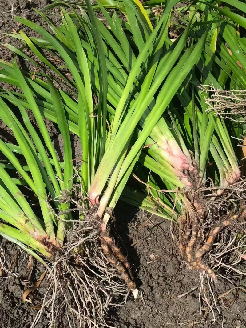 【热卖推荐】湖南邵阳石菖蒲苗源头产地直发可线上下单