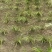 【热卖推荐】湖南邵阳石菖蒲苗源头产地直发可线上下单