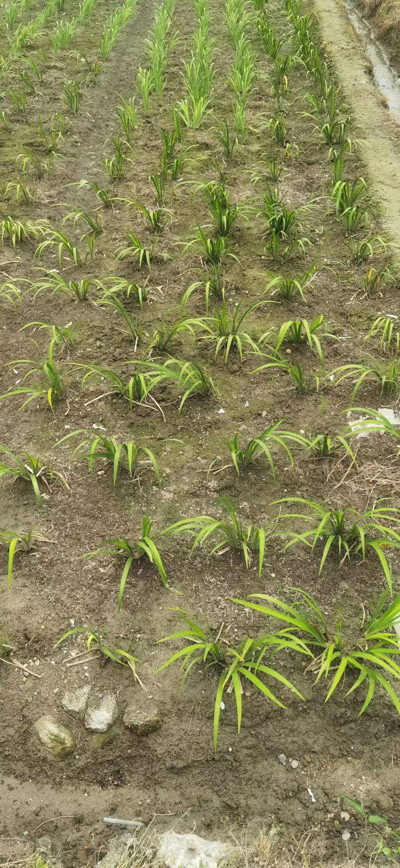 【热卖推荐】湖南邵阳石菖蒲苗源头产地直发可线上下单