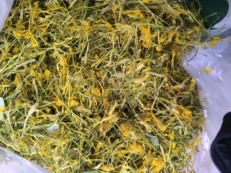 【实力】安徽精品五彩花，优质五彩花，货量充足，欢迎选购