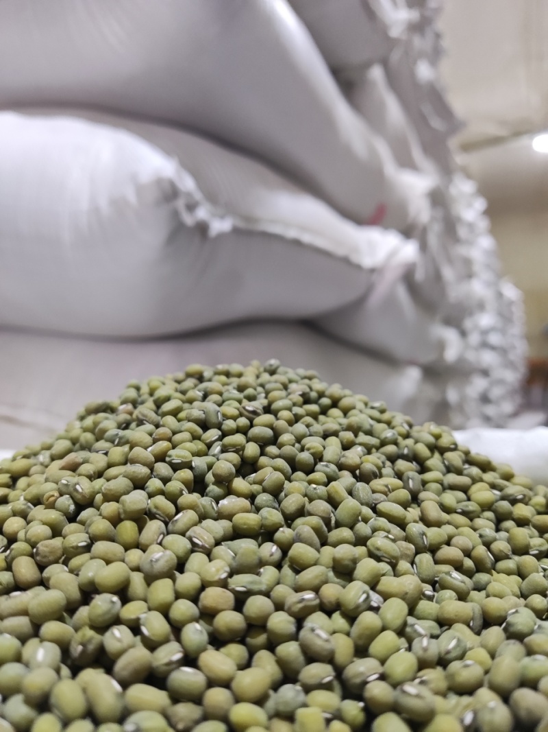 精品毛绿豆量大质优全国可发欢迎各地客商电话咨询