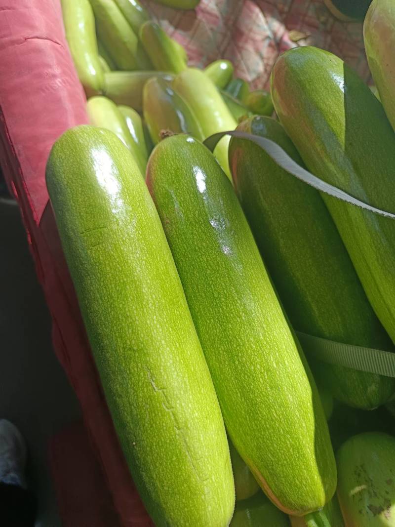 河北临漳绿皮西葫芦大量上市，有需要的联系我