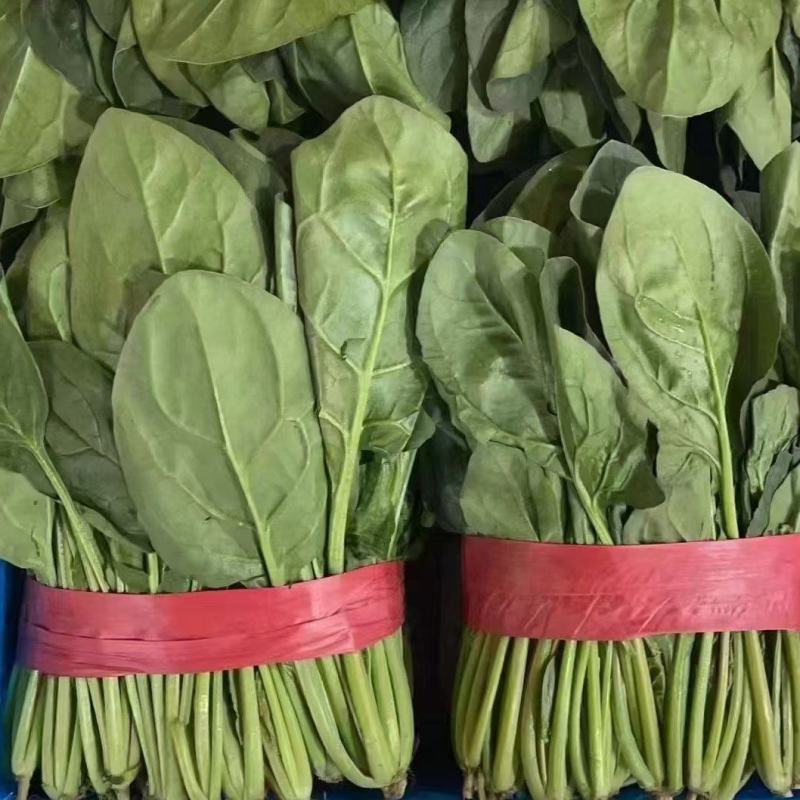 菠菜大叶菠菜河北净菜加工商超电商供货代发全国市场