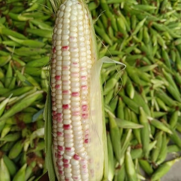 丰县小花甜糯玉米