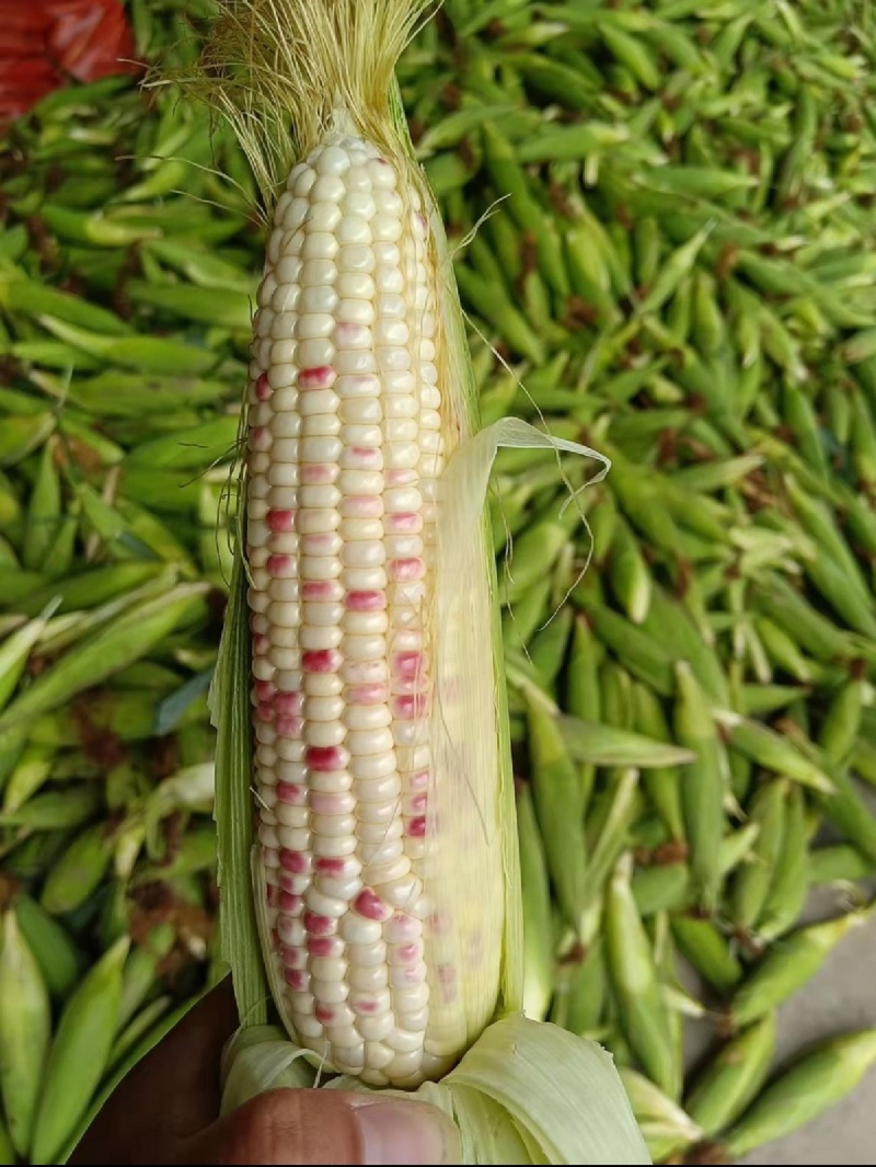 丰县小花甜糯玉米