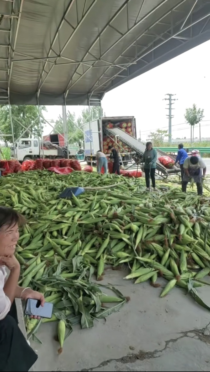丰县小花甜糯玉米