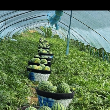 精品美都麒麟西瓜大量上市需要联系！8成熟