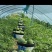 精品美都麒麟西瓜大量上市需要联系！8成熟