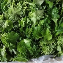 原料
