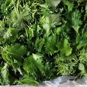 原料