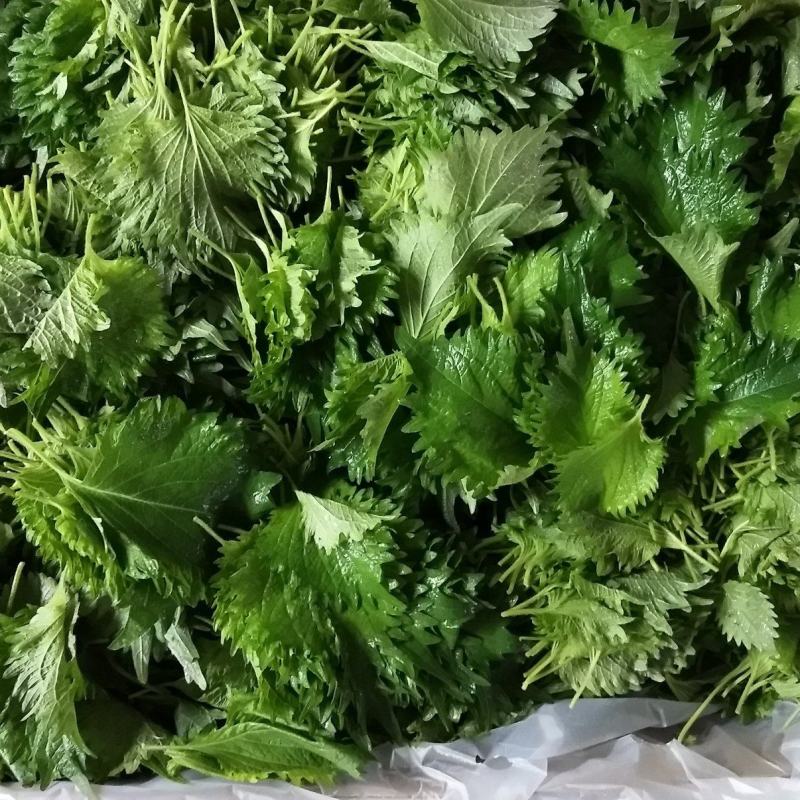 原料