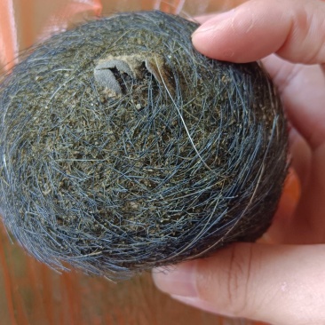 猪宝现货出售