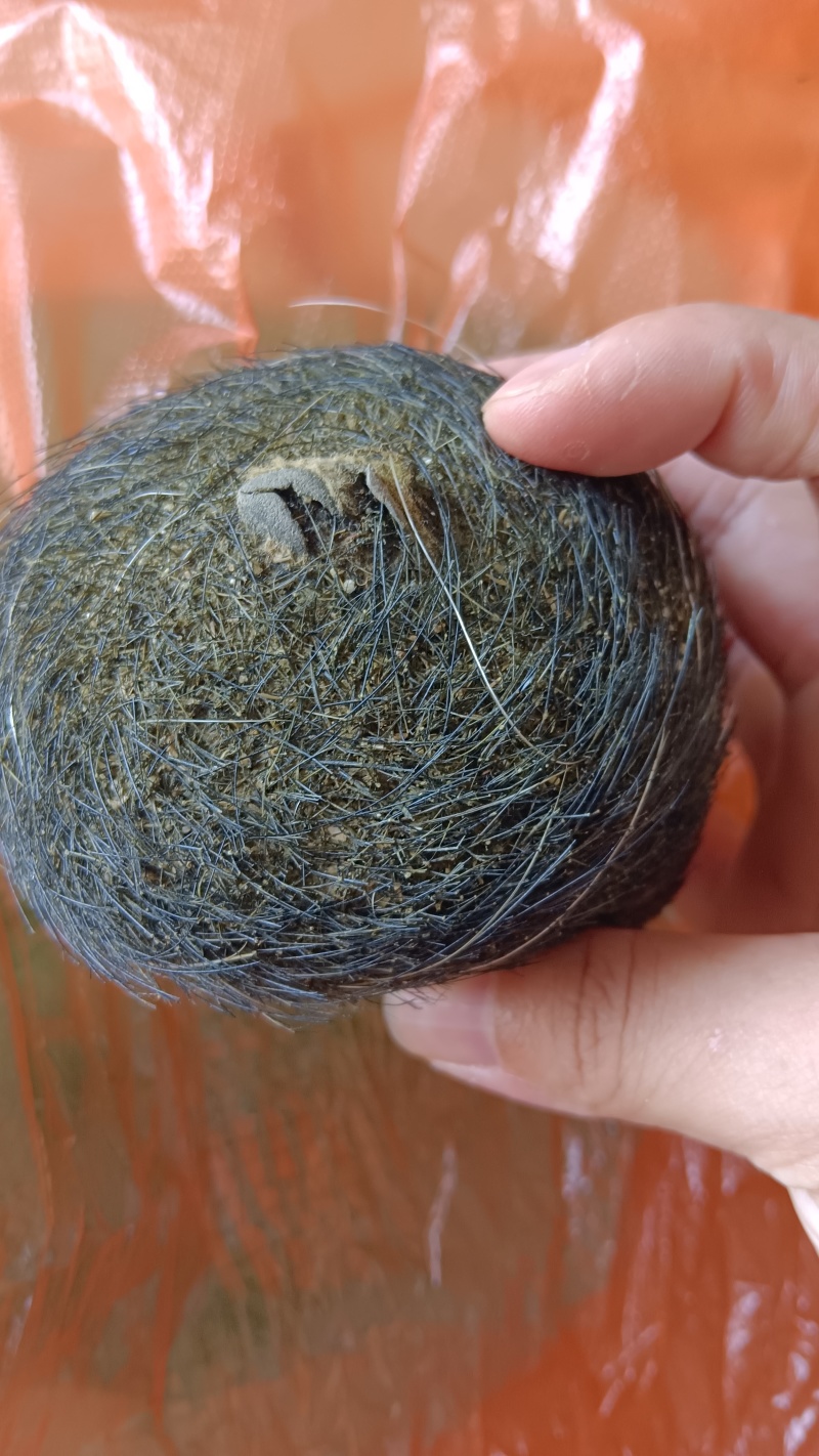 猪宝现货出售