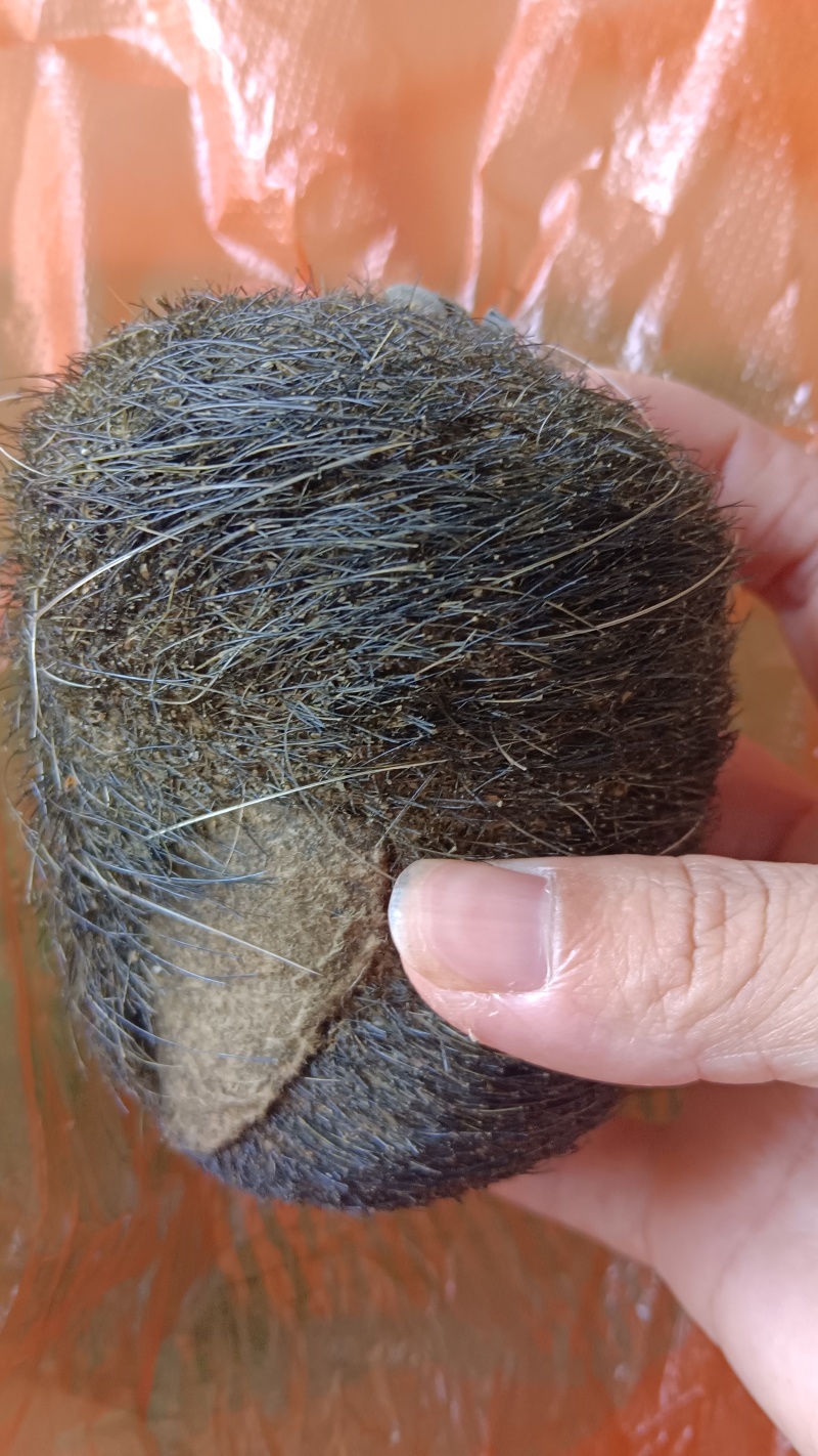 猪宝现货出售