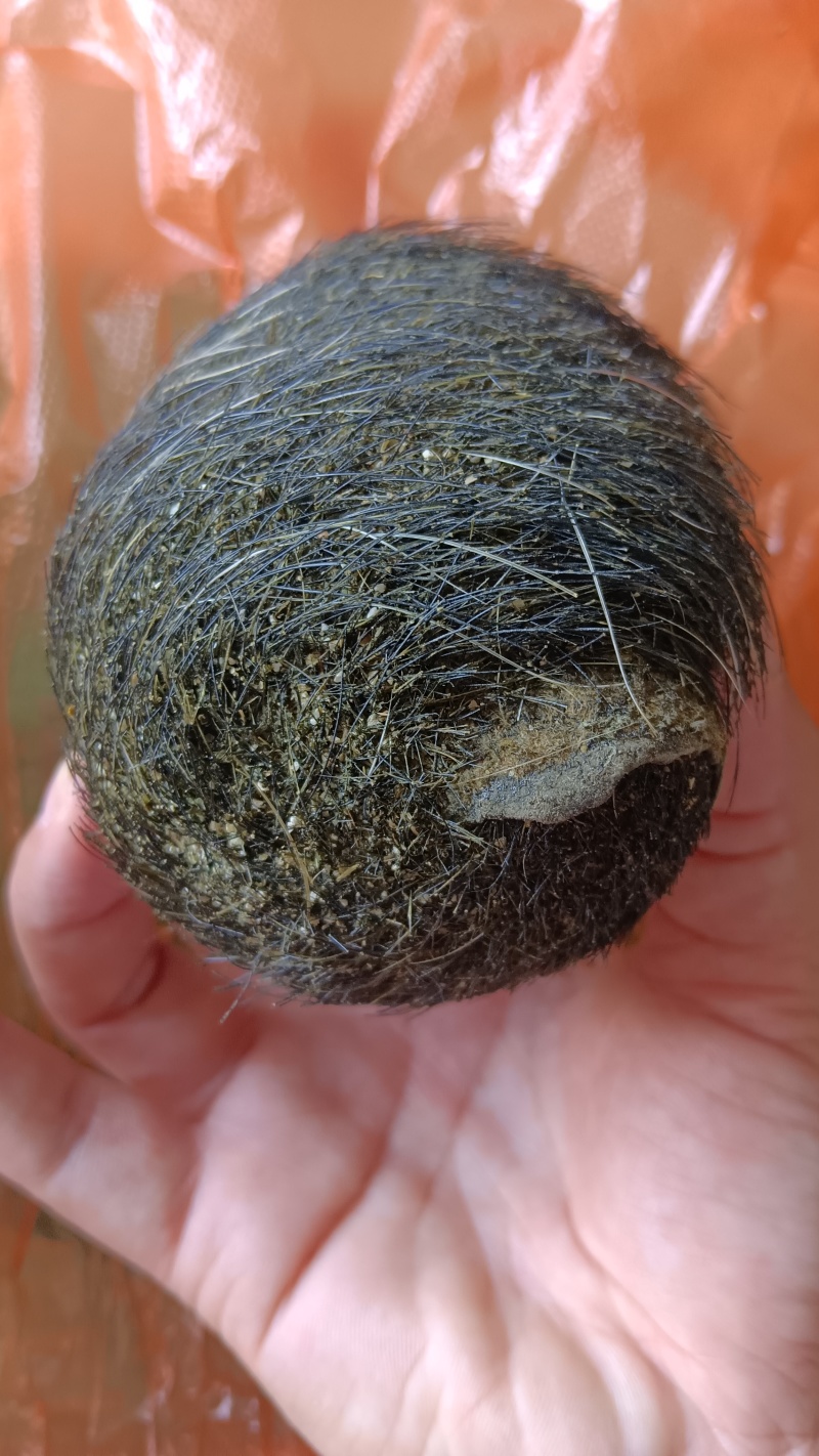 猪宝现货出售