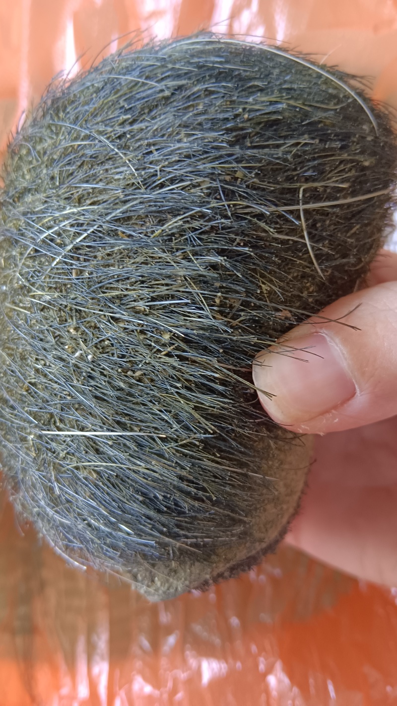 猪宝现货出售