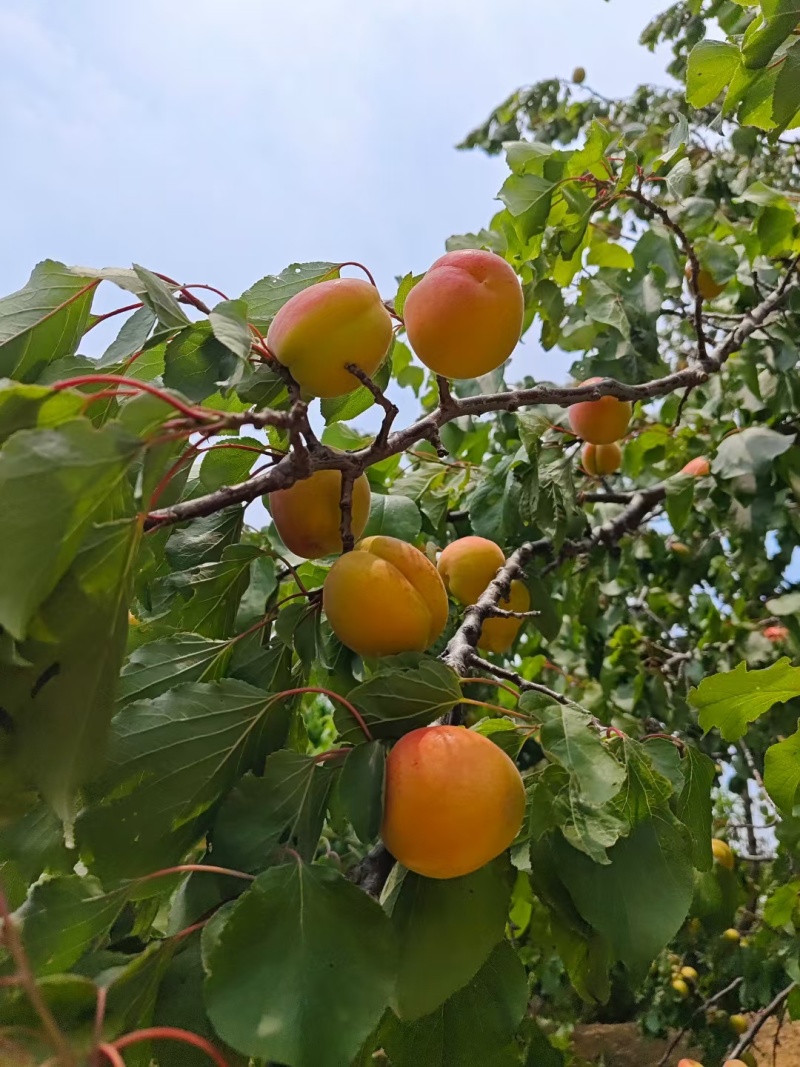 崂山红杏香甜软糯