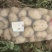 沃土，实验1土豆荷兰15己上市500亩土豆请联系。