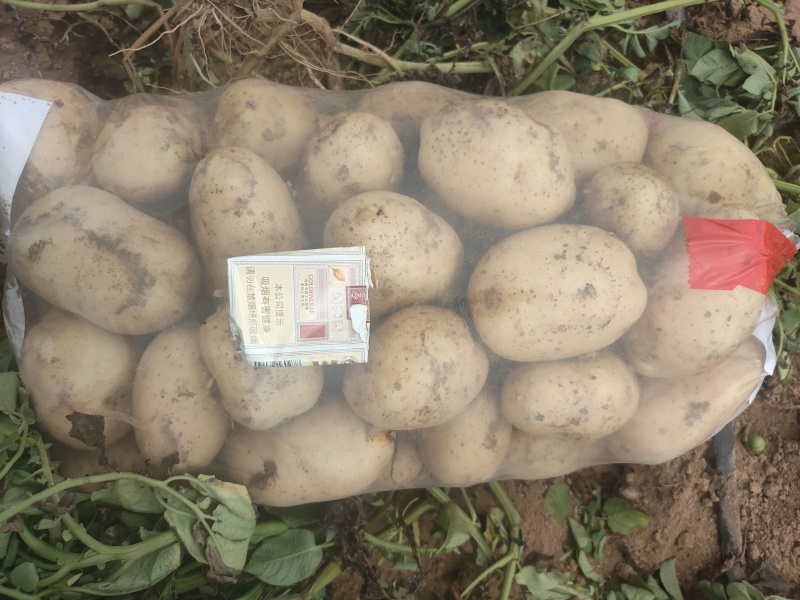 沃土，实验1土豆荷兰15己上市500亩土豆请联系。