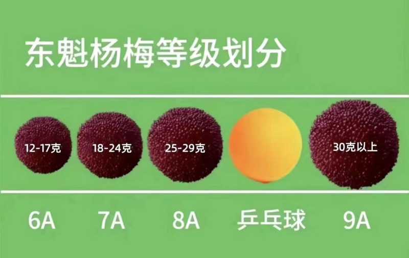 正品仙居东魁杨梅