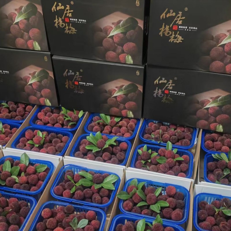 正品仙居东魁杨梅