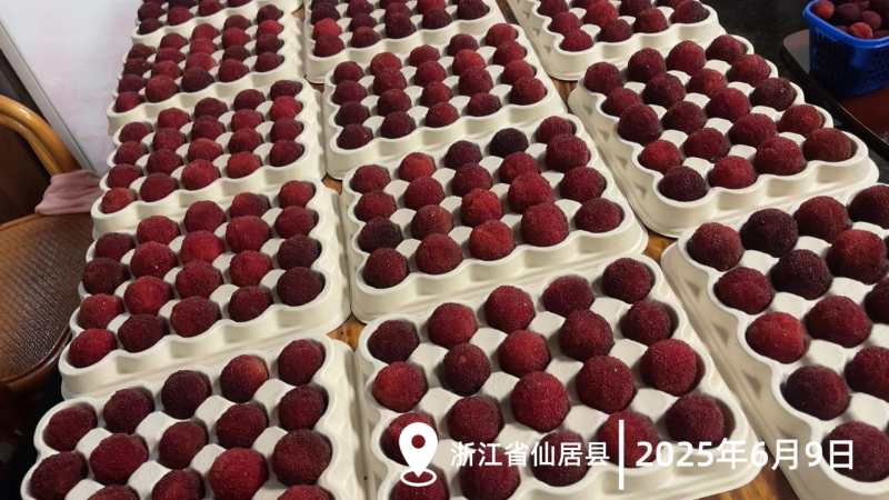 正品仙居东魁杨梅