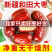 新货新疆和田大枣特大红枣骏枣孕妇零食干果量大优惠一件代发