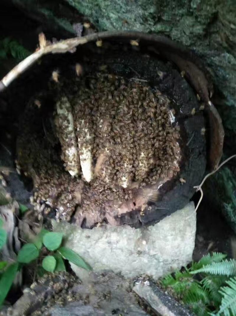 大深山纯野生百花蜂蜜有检测报告，假一赔十，非成信者忽扰！