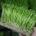 天然无公害有机水培芽苗菜花生苗等特菜