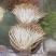 天然无公害有机水培芽苗菜花生苗等特菜