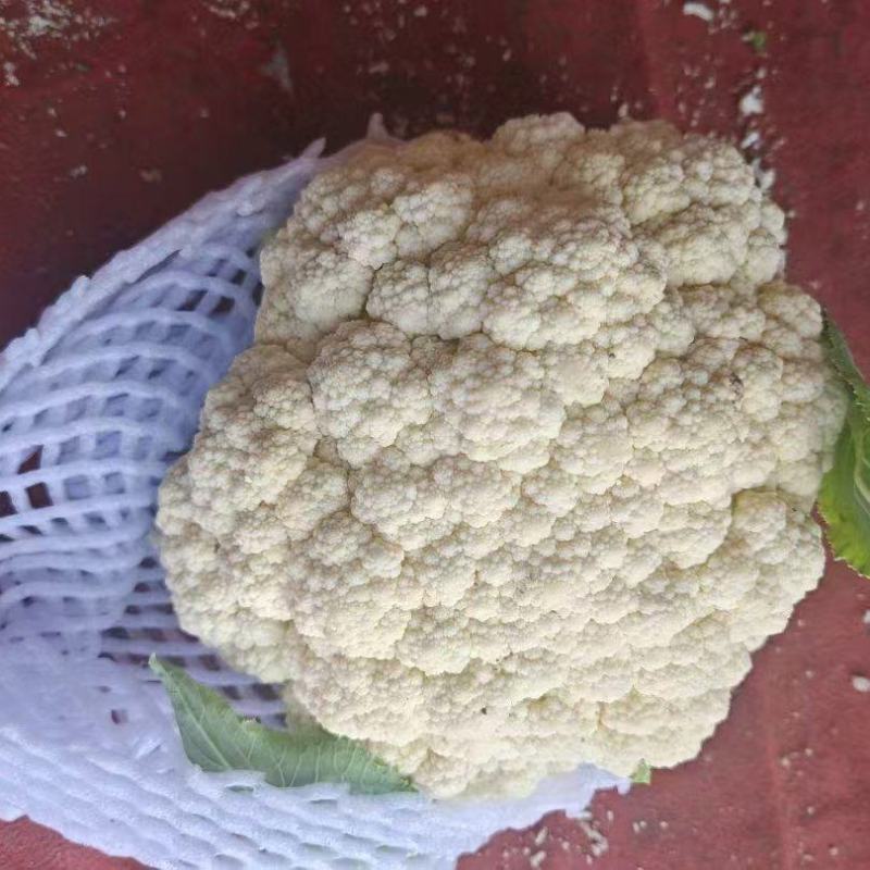 白面青梗松花菜货源充足量大从优可视频看货