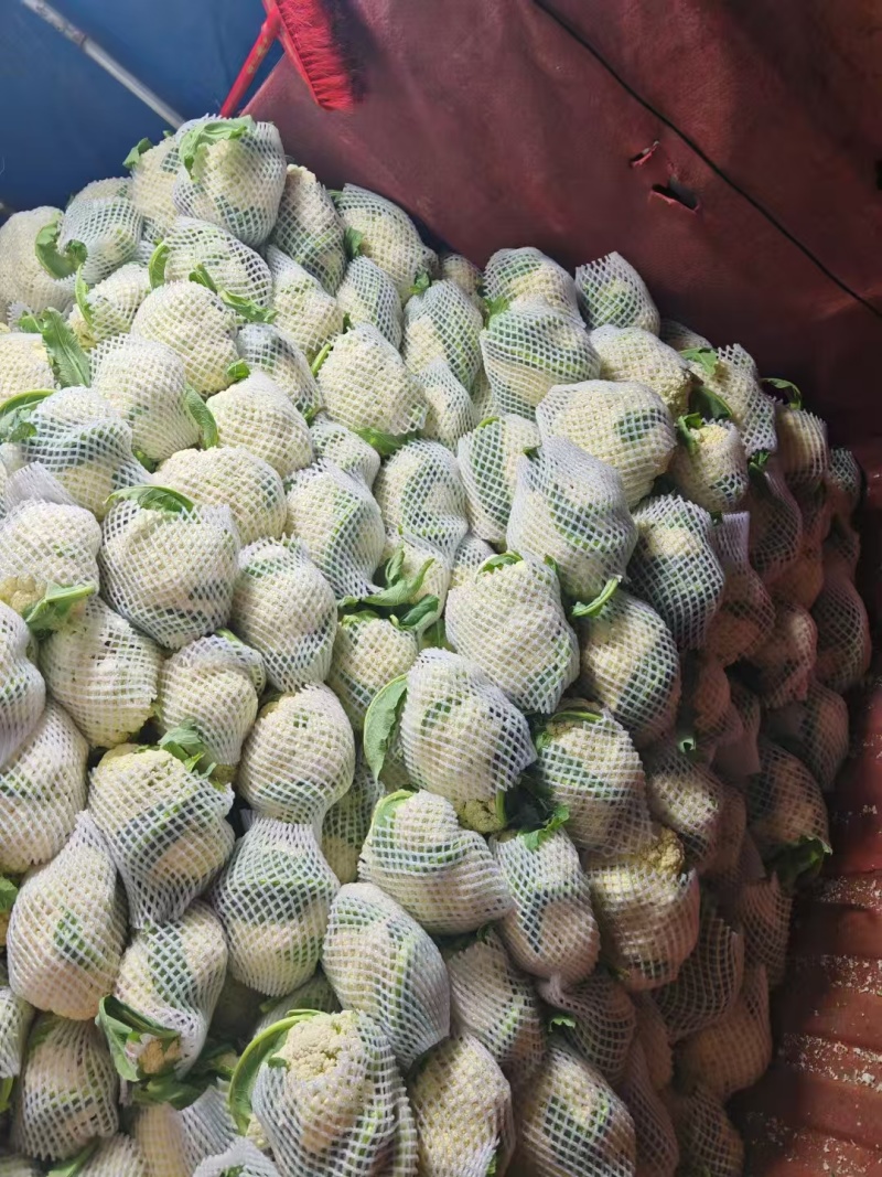 白面青梗松花菜货源充足量大从优可视频看货