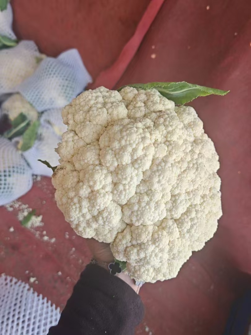 白面青梗松花菜货源充足量大从优可视频看货