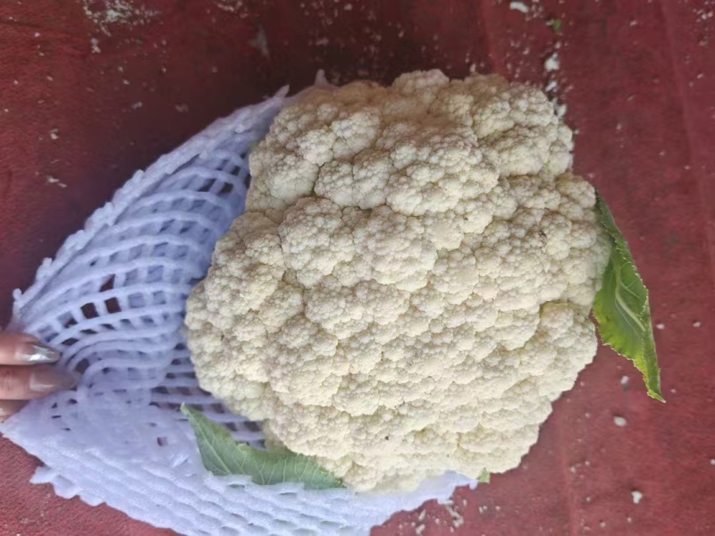 白面青梗松花菜货源充足量大从优可视频看货