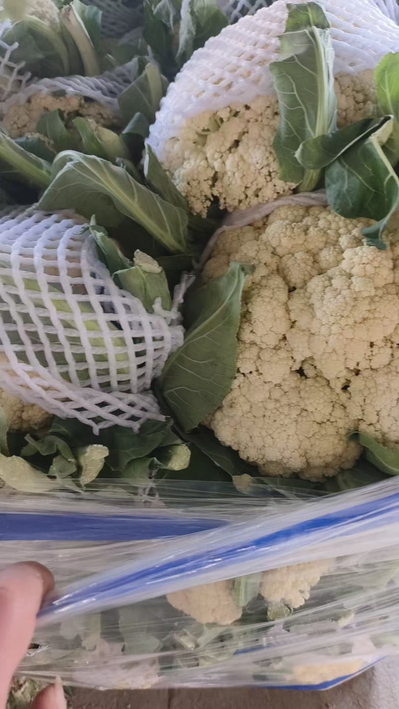 白面青梗松花菜货源充足量大从优可视频看货