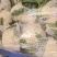 白面青梗松花菜货源充足量大从优可视频看货