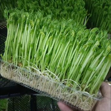 天然无公害有机水培芽苗菜花生苗等特菜
