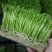 天然无公害有机水培芽苗菜花生苗等特菜