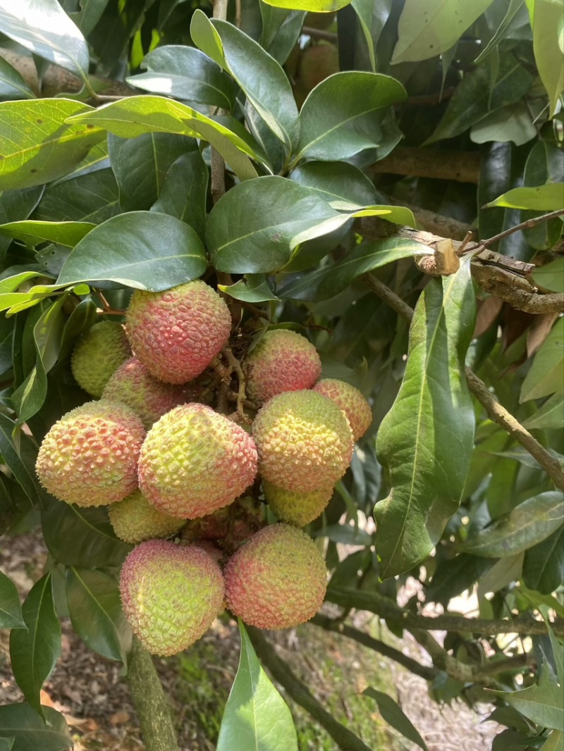 广西灵山妃子笑，大量上市，大量供应，超市，市场，电商