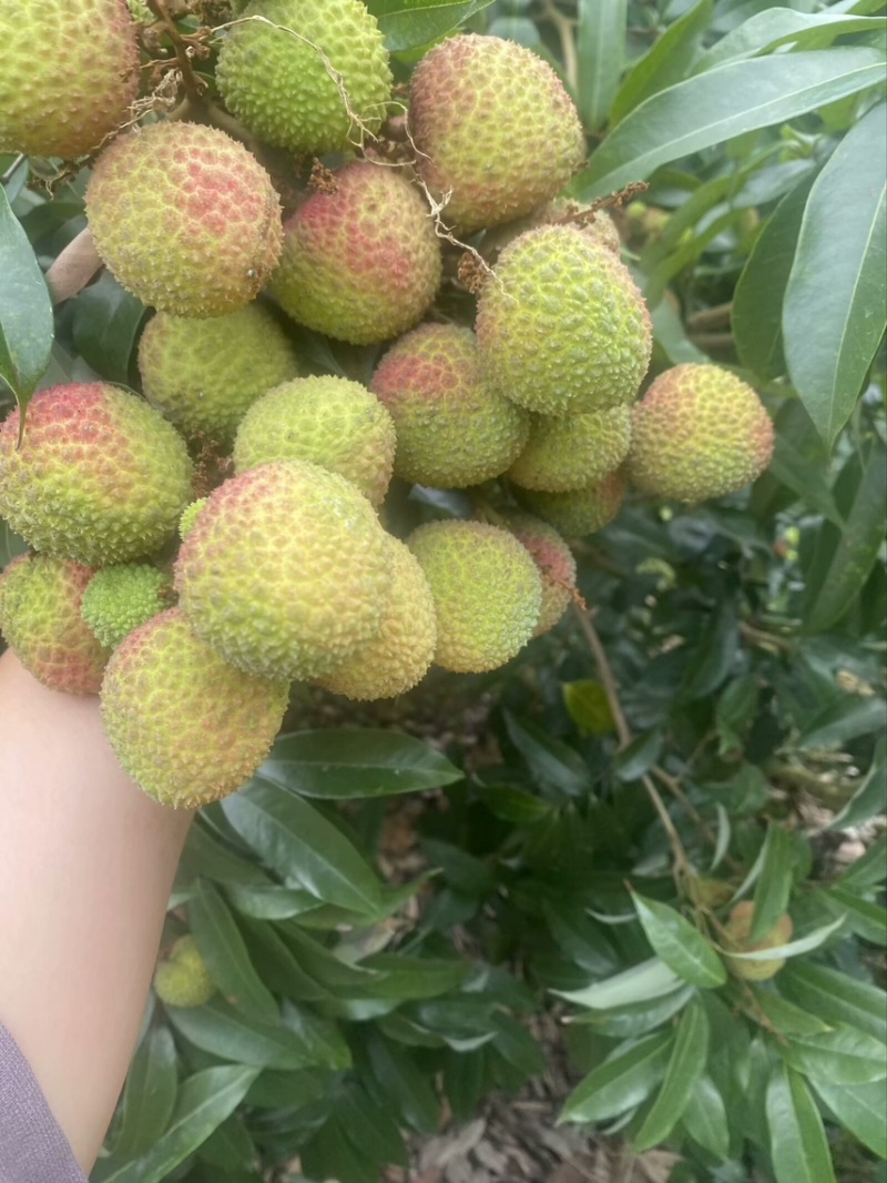 广西灵山妃子笑，大量上市，大量供应，超市，市场，电商