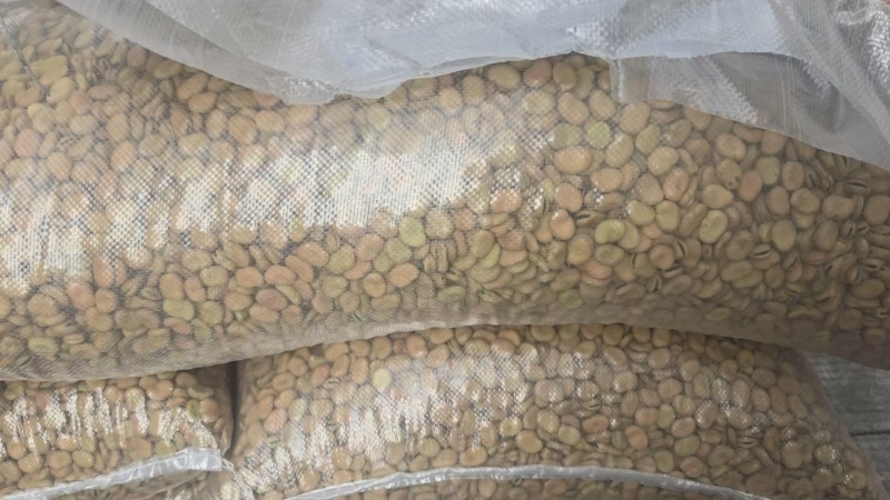 【量大优惠】云南昆明蚕豆品质保障对接全国批发电商