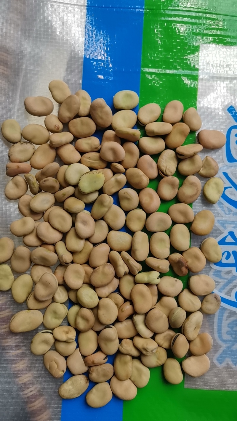 【量大优惠】云南昆明蚕豆品质保障对接全国批发电商