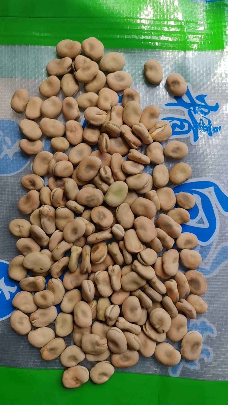 【量大优惠】云南昆明蚕豆品质保障对接全国批发电商