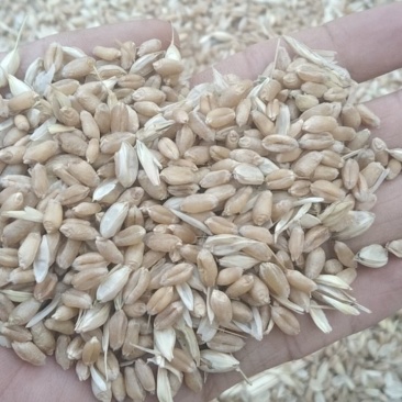 轮选49小麦10000斤