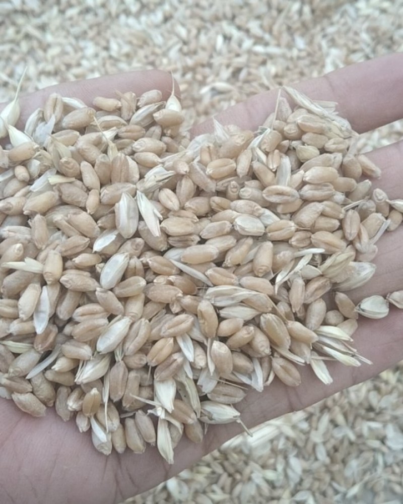 轮选49小麦10000斤
